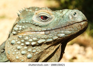 Blue Iguana On Grand Cayman Island