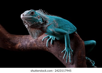 Blue Iguana sitting on branch with black background, blue Iguana Cyclura Lewisi, Grand Cayman Blue Iguana