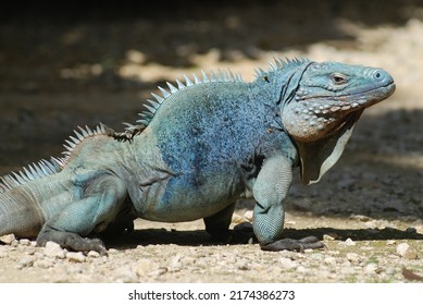 Blue Iguana Walks On The Ground On Grand Cayman Island In The Caribbean (endangered Species)	