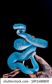 blue pit viper price