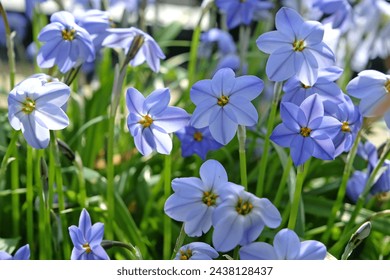 Blue Ipheion uniflorum Jessie, also known as Mexican Star in flower. 