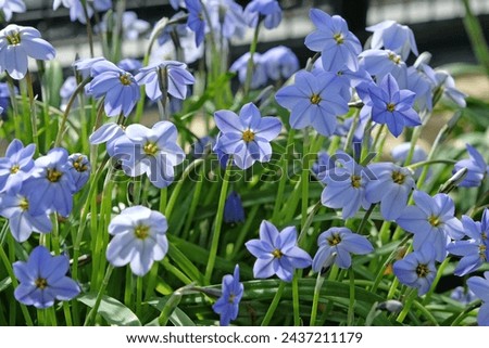 Blue Ipheion uniflorum Jessie, also known as Mexican Star in flower. 
