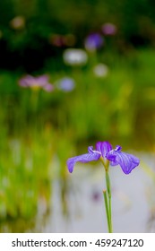 Blue iris

