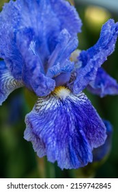 Blue Iris Flower Close Up