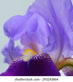 Blue Iris flower - Close-up