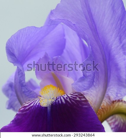 Blue Iris flower - Close-up
