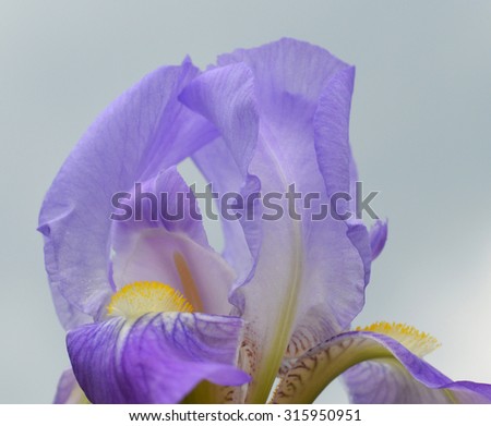 Blue Iris flower - Close-up