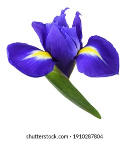 Blue iris flower isolated on white