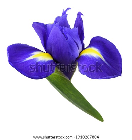 Blue iris flower isolated on white