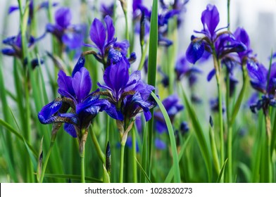 Blue Iris Flowers