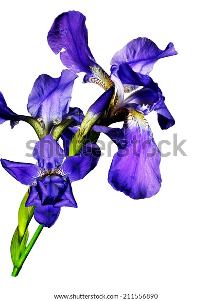 Blue Iris Flowers Isolated On White Stock Photo 211556890 | Shutterstock