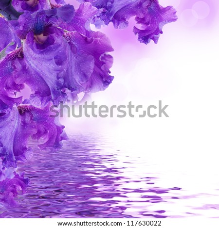 Blue irises against a green grass, a summer butterfly