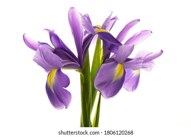 iris flower meaning in hindi