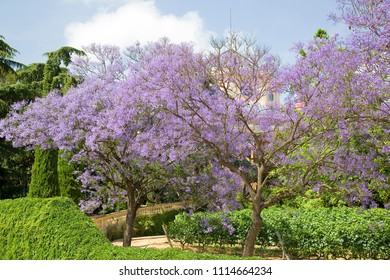 Blue Jacaranda Or Black Poui, Jacaranda Mimosifolia, In Alella, Spain.