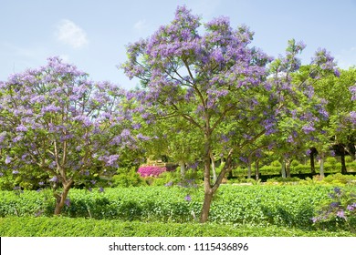 Blue Jacaranda Or Black Poui, Jacaranda Mimosifolia, In Alella, Spain.