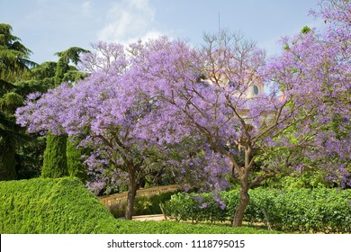 Blue Jacaranda Or Black Poui, Jacaranda Mimosifolia, In Alella, Spain.