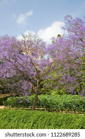 Blue Jacaranda Or Black Poui, Jacaranda Mimosifolia, In Alella, Spain.