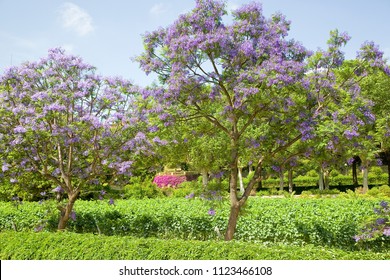 Blue Jacaranda Or Black Poui, Jacaranda Mimosifolia, In Alella, Spain.