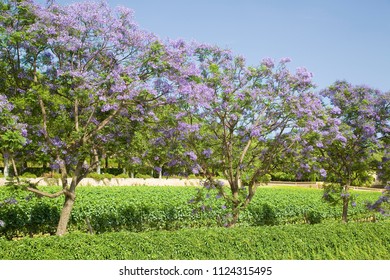 Blue Jacaranda Or Black Poui, Jacaranda Mimosifolia, In Alella, Spain.