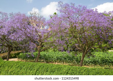 Blue Jacaranda Or Black Poui, Jacaranda Mimosifolia, In Alella, Spain.