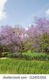 Blue Jacaranda Or Black Poui, Jacaranda Mimosifolia, In Alella, Spain.