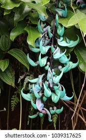 Blue Jade Vine