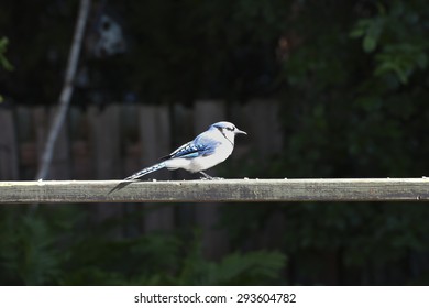 Blue Jay