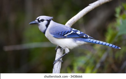 Oiseau De Geai Images Stock Photos Vectors Shutterstock