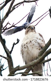 A Blue Jay About To Attack A Young Hawk While It Sits High Up Perched On A Branch. The Hawk Doesn't Seem Too Concerned And Is Only Mildly Annoyed.