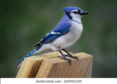 Blue Jay, Adult Male, Perched on Wood Board