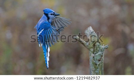 A Blue Jay Approaching a Tree Stump