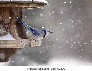 Blue Jay At Bird Feeder Winter Snow Storm Canada