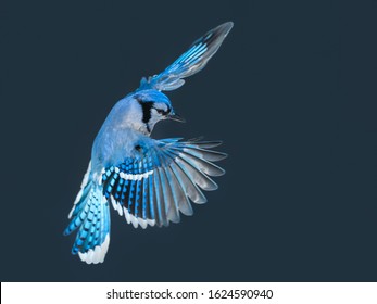 Blue Jay Bird in Flight in Winter