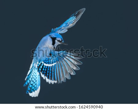 Blue Jay Bird in Flight in Winter ストックフォト © 