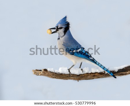 Blue Jay Bird Holding Peanut in its Beak Portrait in Winter