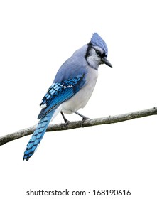 Blue Jay Bird on White Background, Isolated