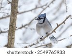 Blue Jay bird perched on snowy tree branch