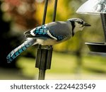 Blue Jay Bird at reaching out to a birdfeeder.