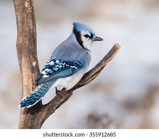 Blue Jay Bird in Winter