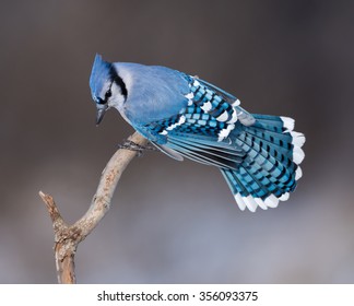 Blue Jay Bird In Winter