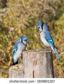 Blue Jay Birds Fighting For Food