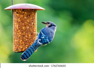 Blue Jay By A Bird Feeder