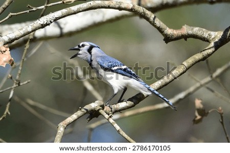 Blue Jay Calling on Tree Branch

