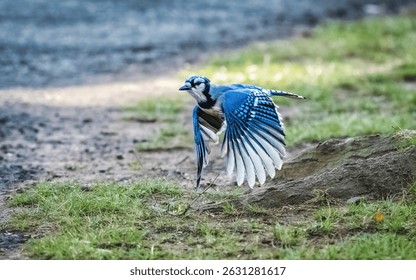 A blue jay is captured mid-flight, showcasing its vibrant blue feathers and delicate wing structure against a natural backdrop of grass and earth. 