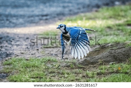 A blue jay is captured mid-flight, showcasing its vibrant blue feathers and delicate wing structure against a natural backdrop of grass and earth. 