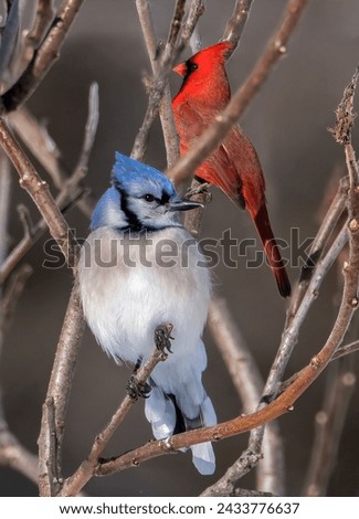 A Blue Jay and A Cardinal