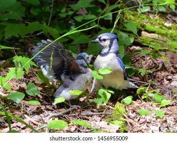 Blue Jay Chick (Cyanocitta Cristata) Is A Passerine Bird In The Family Corvidae, Native To North America. 