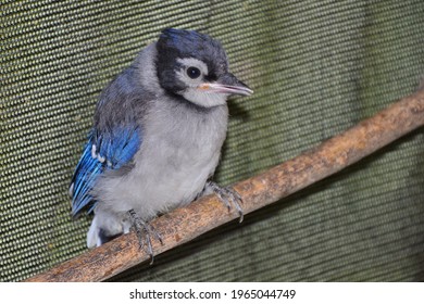 Blue Jay Chick Perched In Rehabilitation