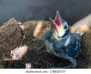 A Blue Jay Chick, Seeing Its Parents, Opens Its Beak Wide Awaiting Feeding