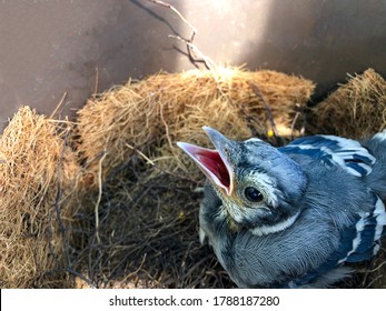 A Blue Jay Chick, Seeing Its Parents, Opens Its Beak Wide Awaiting Feeding